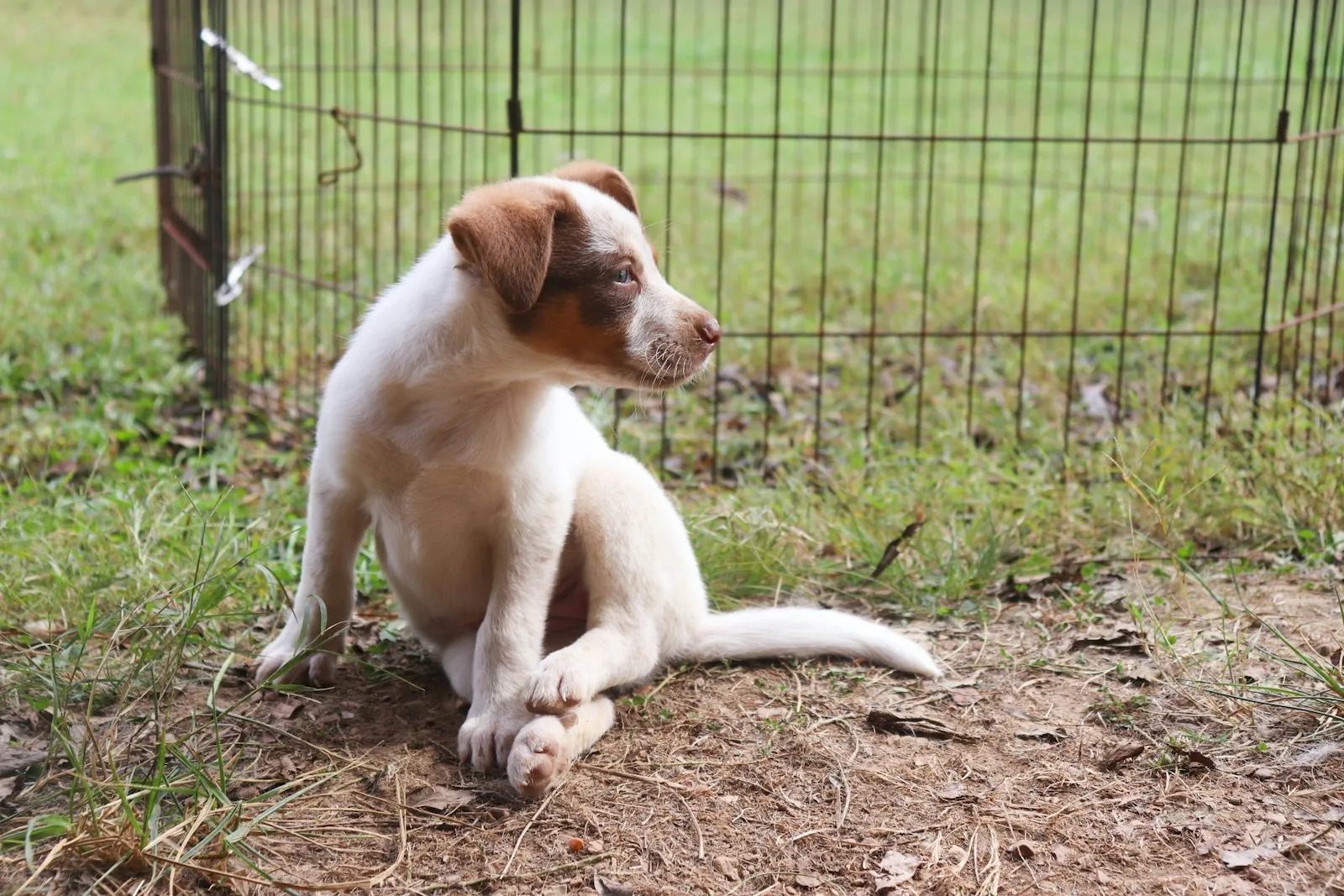 White and brown puppy sitting outside on grass and dirt beside a wire pen